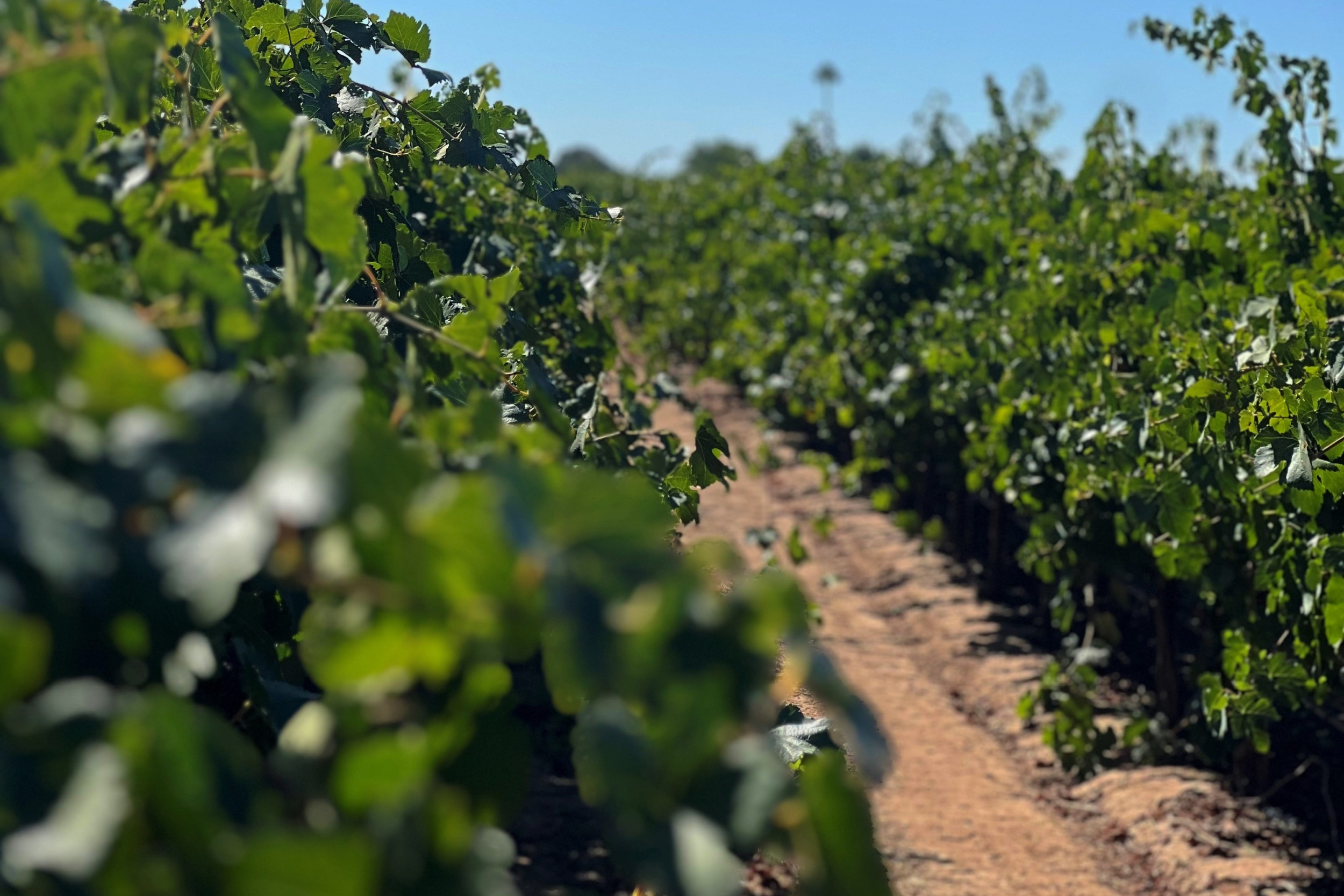 30 acres of Petite Sirah Havin Fun Vineyards