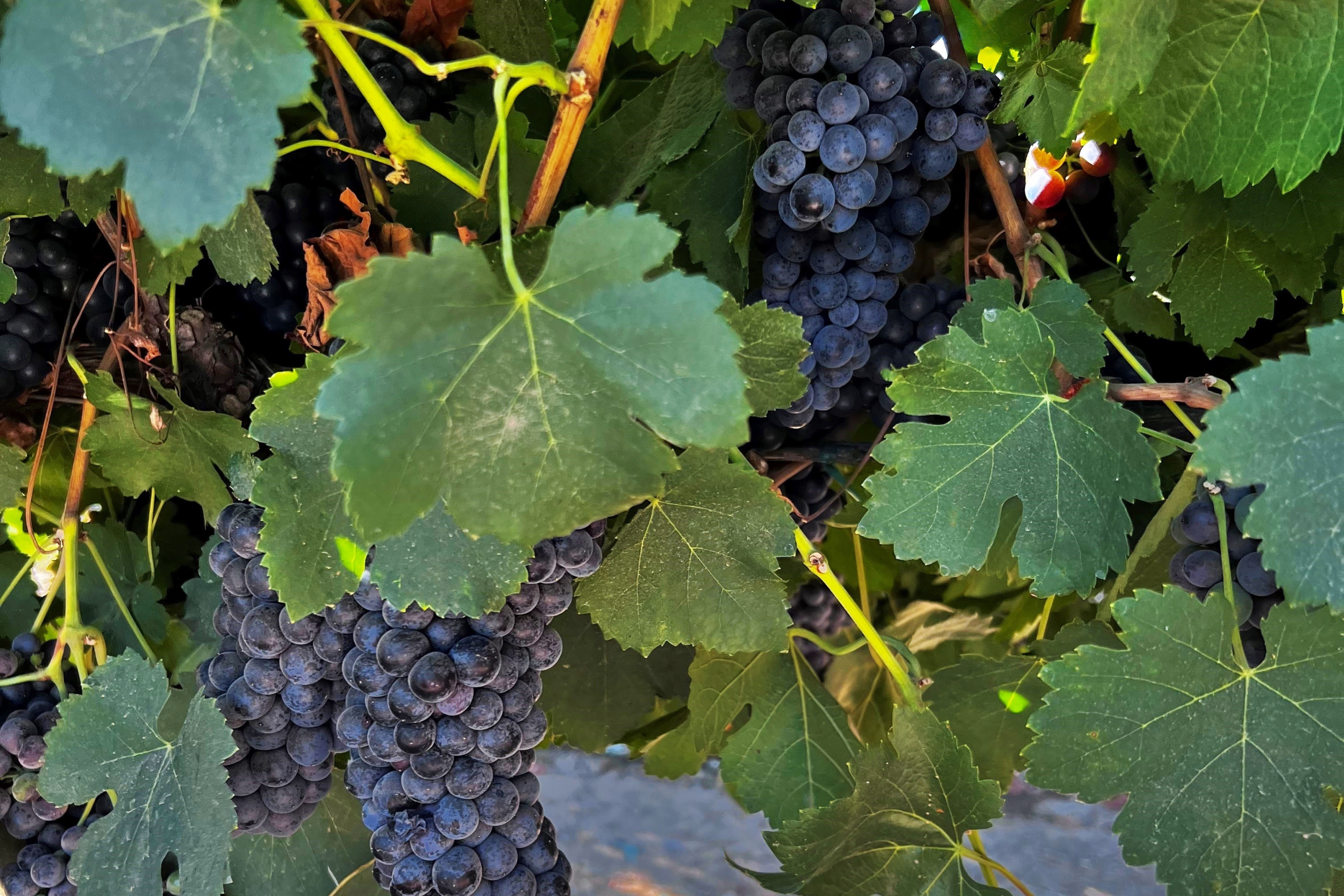 Petite Sirah or Durif Grapes Havin' Fun Vineyards